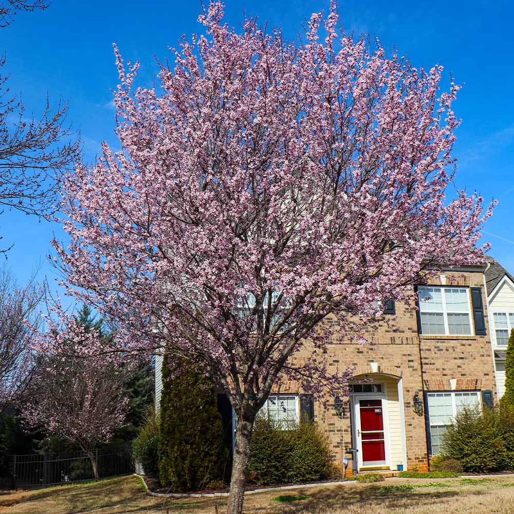 Thundercloud Plum Tree