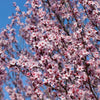 Thundercloud Plum Tree
