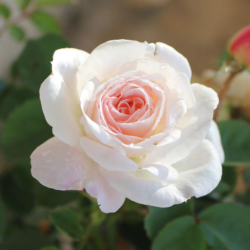 Brindabella Roses™ Touch of Pink™ Rose Shrub