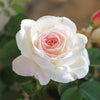 Brindabella Roses™ Touch of Pink™ Rose Shrub