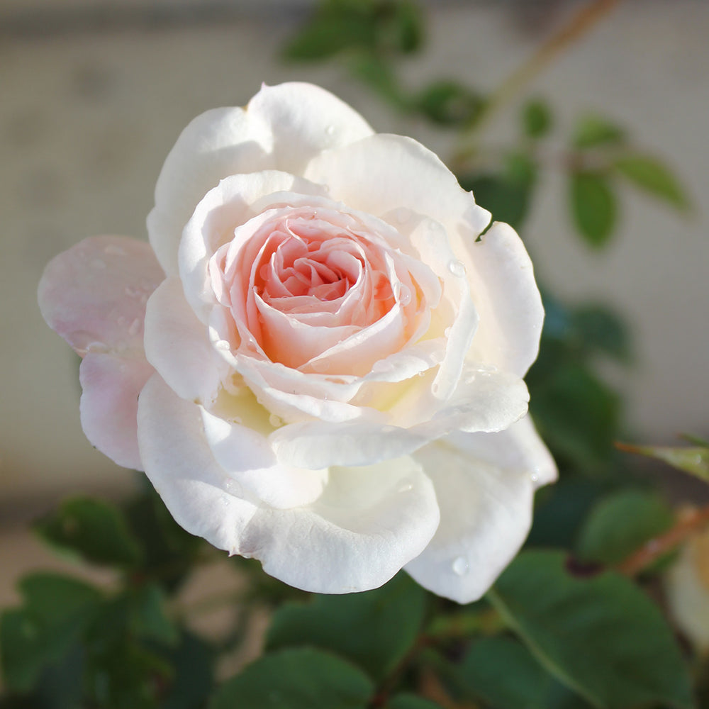 Brindabella Roses™ Touch of Pink™ Rose Shrub