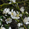 Weeping Dragon Orange Tree