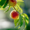Tropic Snow Peach Tree