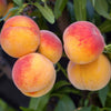 Tropic Snow Peach Tree