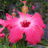 Pink Tropical Hibiscus Shrub