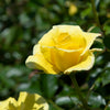 True Bloom Roses® True Friendship Rose Shrub
