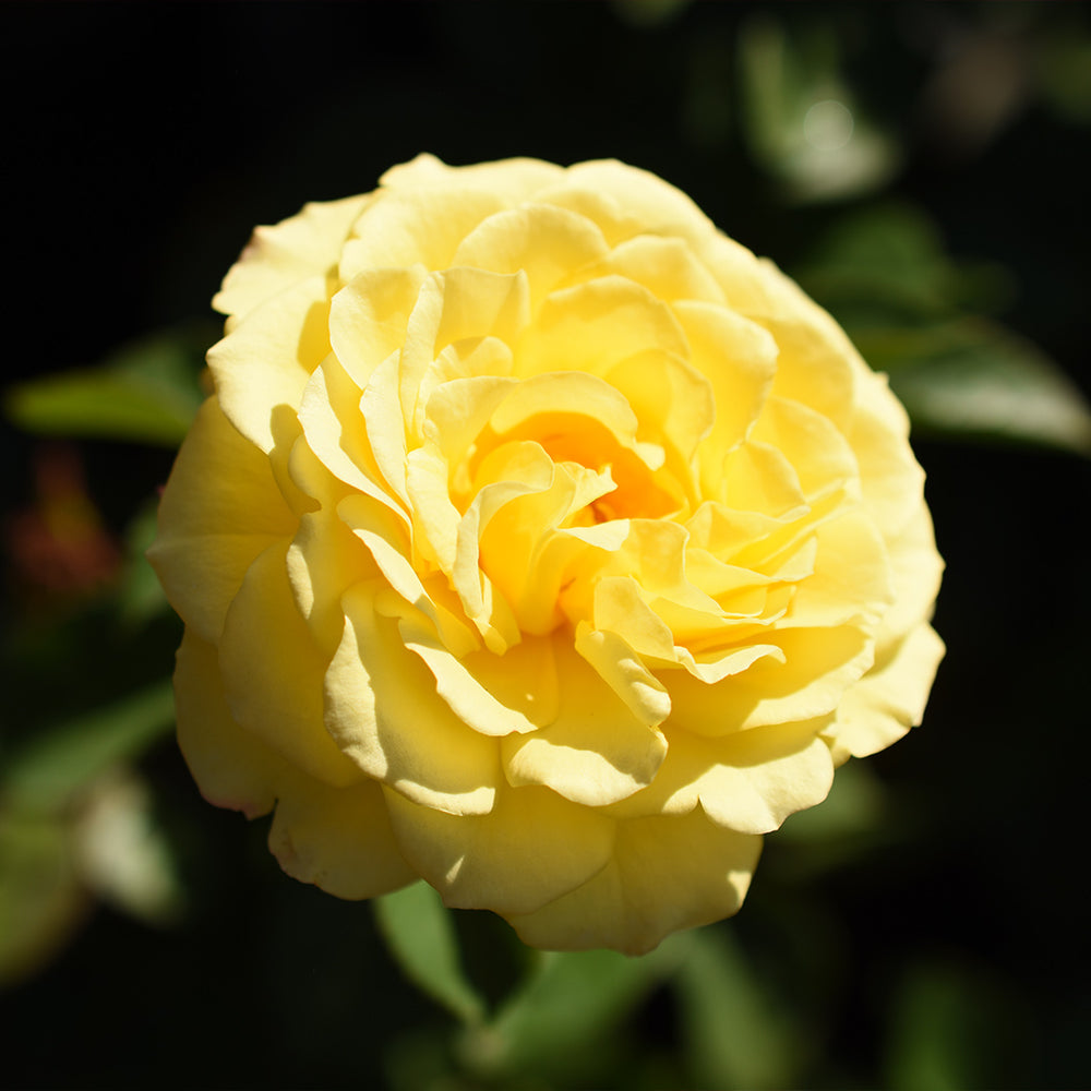 True Bloom Roses® True Friendship Rose Shrub