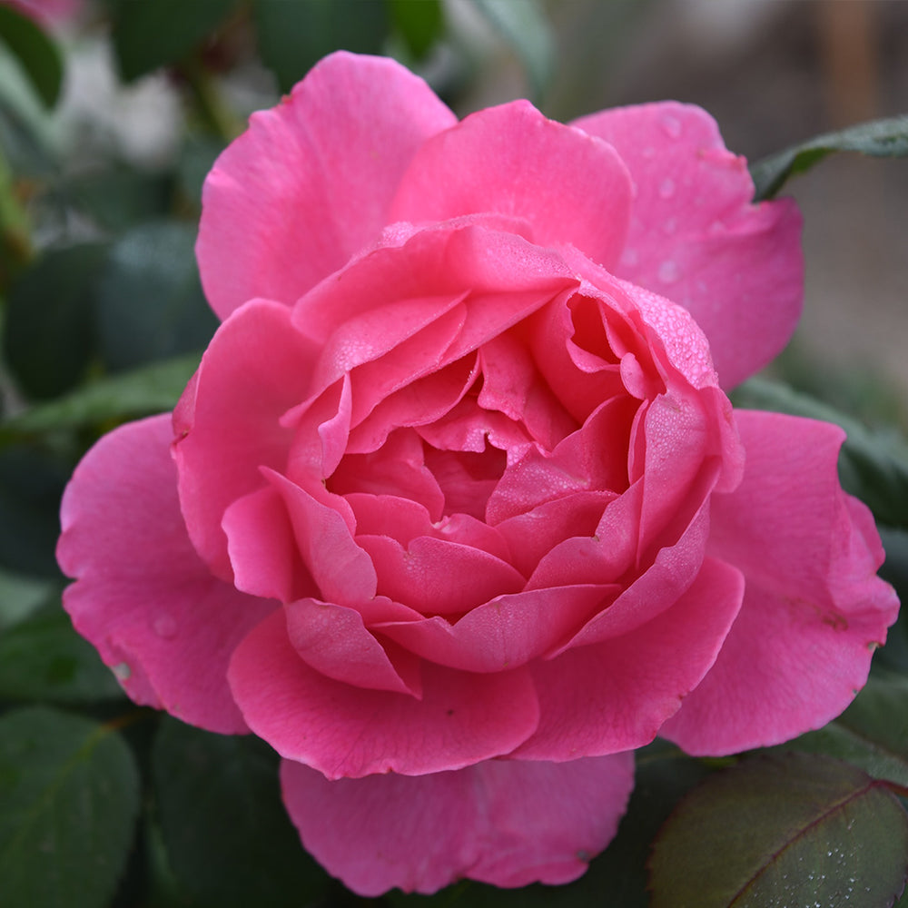 True Bloom Roses® True Inspiration Rose Shrub