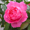 True Bloom Roses® True Inspiration Rose Shrub