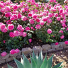 True Bloom Roses® True Inspiration Rose Shrub