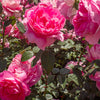 True Bloom Roses® True Inspiration Rose Shrub