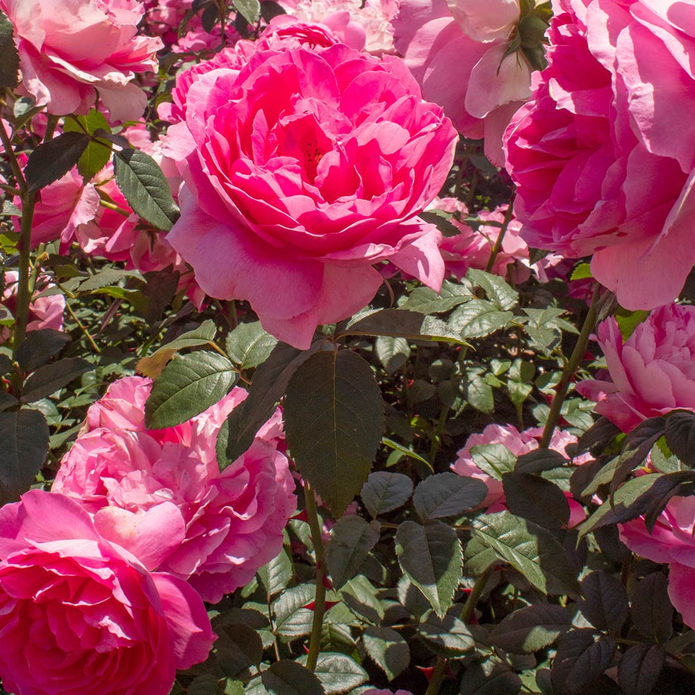 True Bloom Roses® True Inspiration Rose Shrub