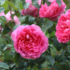 True Bloom Roses® True Inspiration Rose Shrub