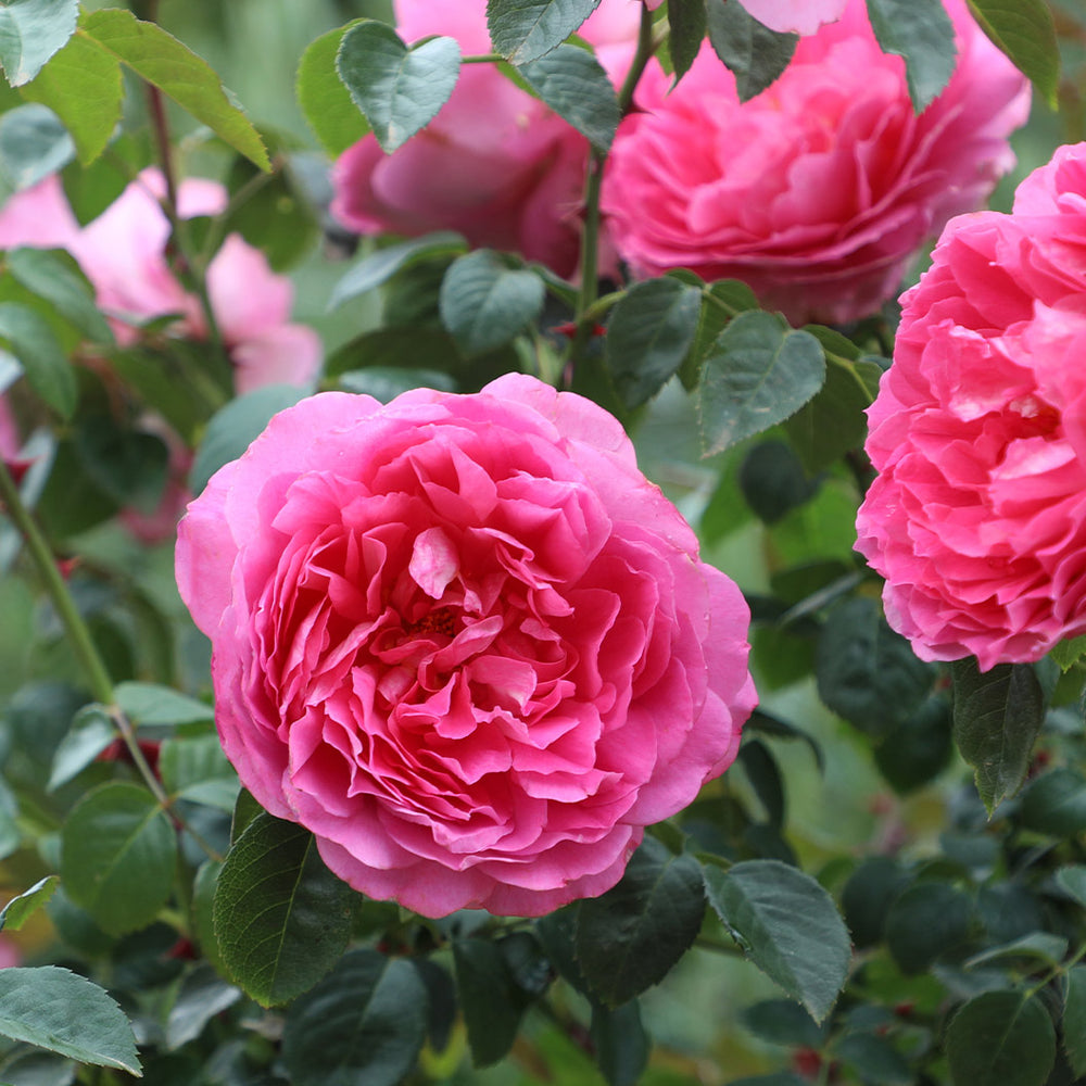 True Bloom Roses® True Inspiration Rose Shrub