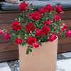True Bloom Roses® True Love™ Shrub