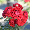 True Bloom Roses® True Love™ Shrub