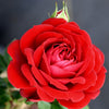 True Bloom Roses® True Love™ Shrub