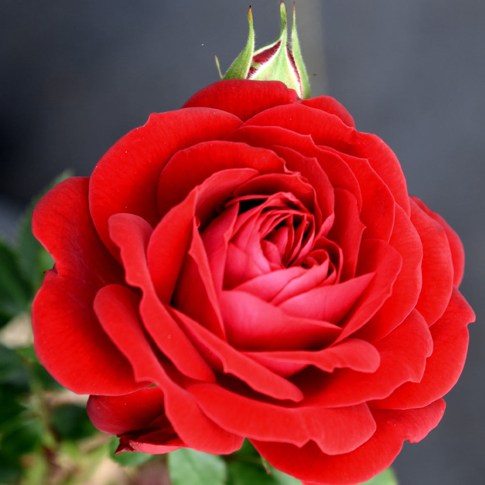 True Bloom Roses® True Love™ Shrub