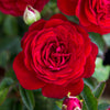 True Bloom Roses® True Love™ Shrub