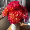 True Bloom Roses® True Sincerity Shrub