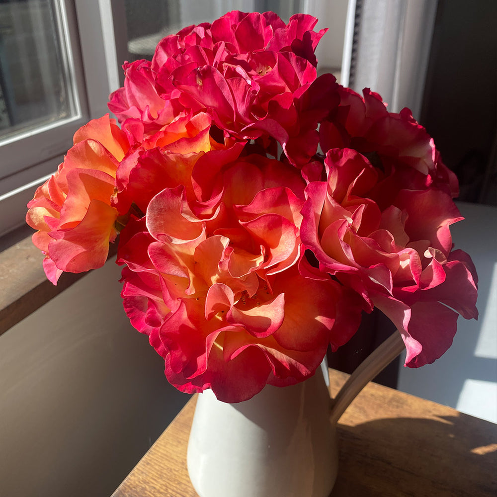 True Bloom Roses® True Sincerity Shrub