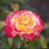 True Bloom Roses® True Sincerity Shrub