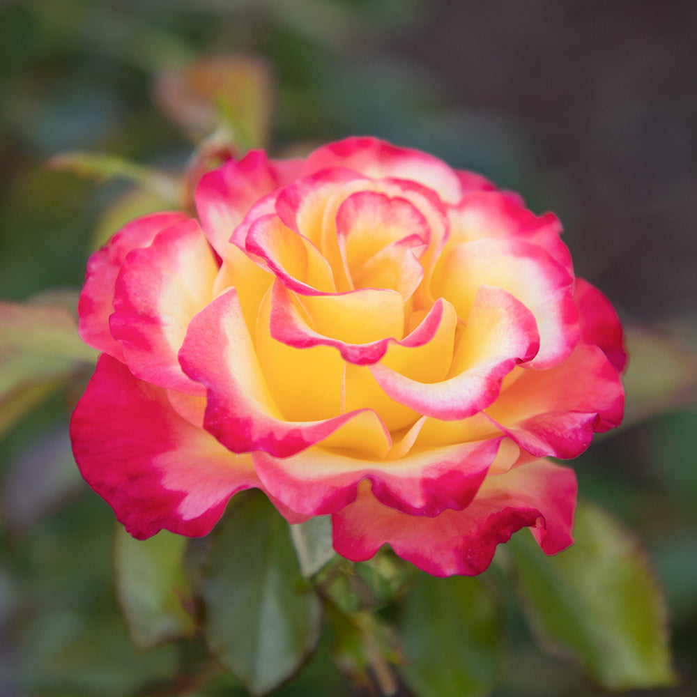 True Bloom Roses® True Sincerity Shrub