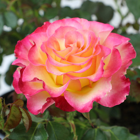 True Bloom Roses® True Sincerity Shrub