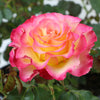 True Bloom Roses® True Sincerity Shrub