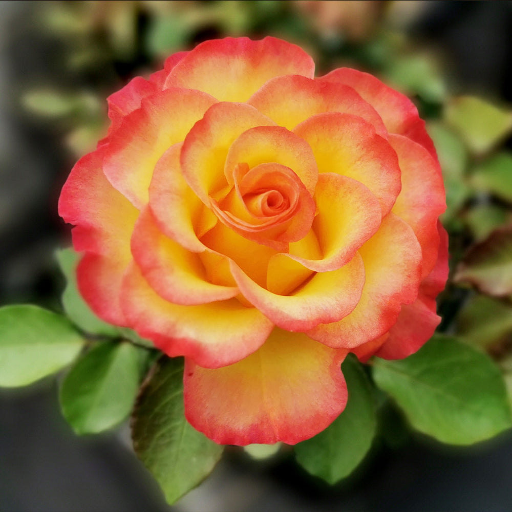 True Bloom Roses® True Sincerity Shrub