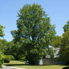 Tulip Poplar Tree