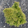 Iseli® Twinkle Toes Japanese Cedar Shrub