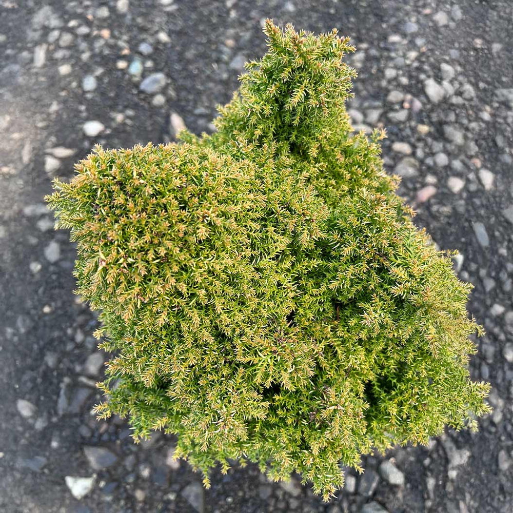 Iseli® Twinkle Toes Japanese Cedar Shrub