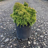 Iseli® Twinkle Toes Japanese Cedar Shrub