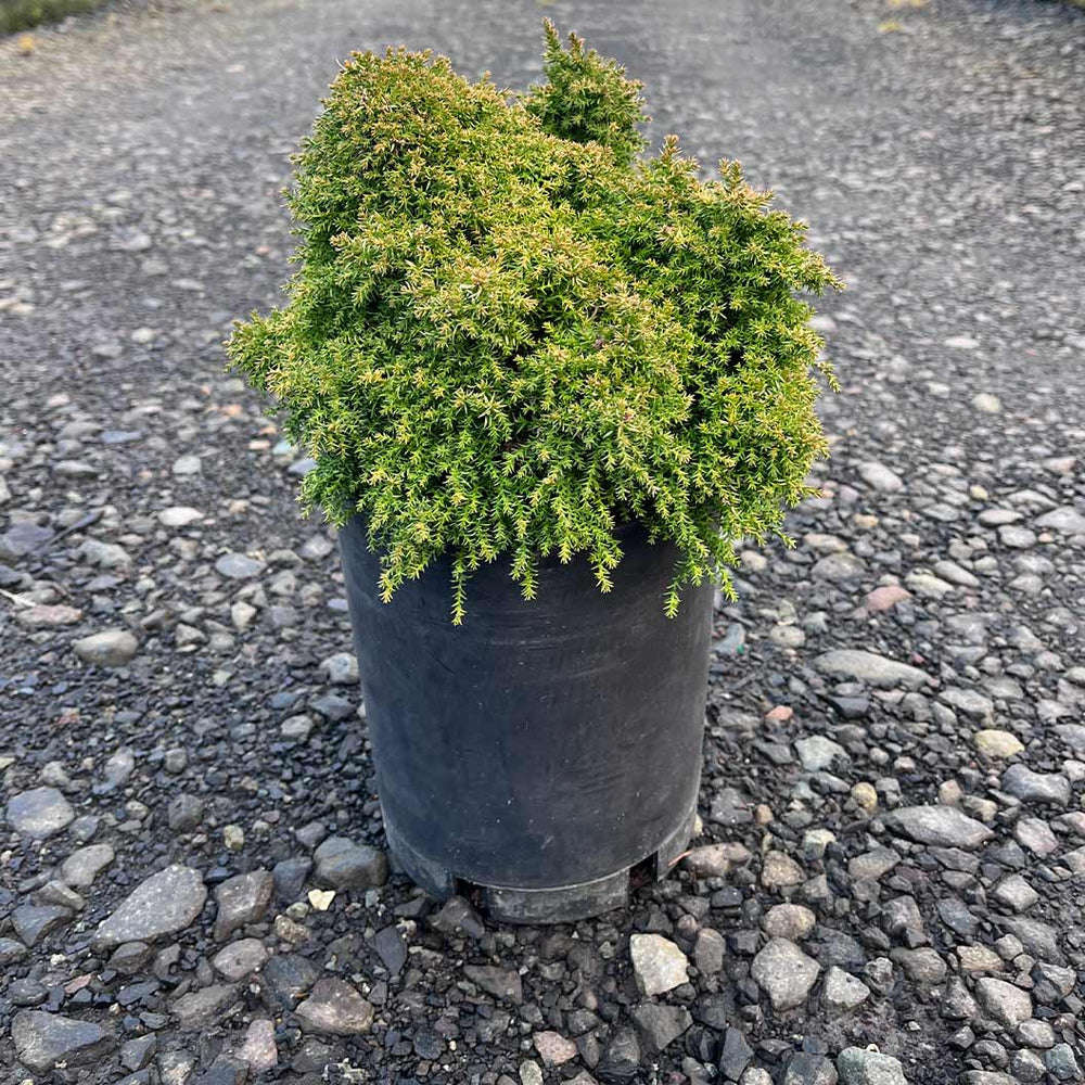 Iseli® Twinkle Toes Japanese Cedar Shrub
