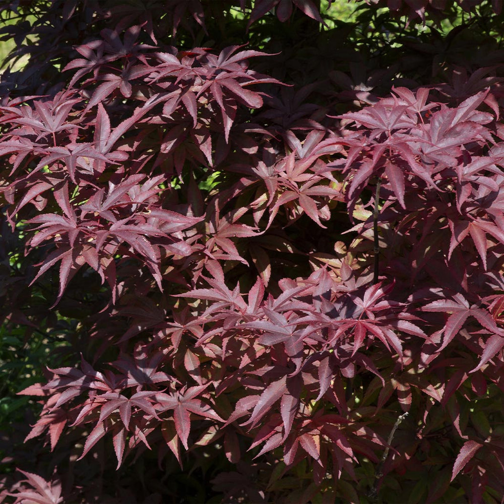 Twombly's Red Sentinel Japanese Maple Tree