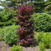 Twombly's Red Sentinel Japanese Maple Tree
