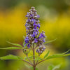 Violet Mist® Vitex Chaste Tree