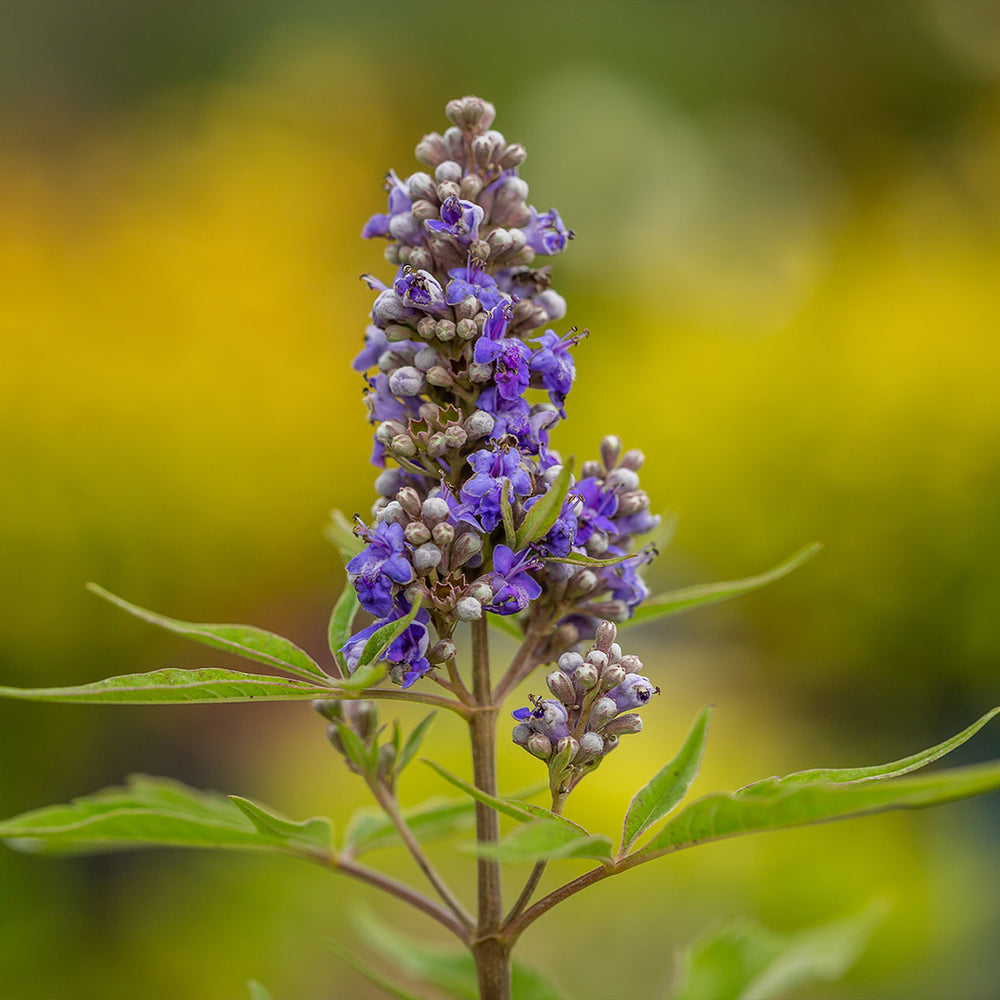 Violet Mist® Vitex Chaste Tree