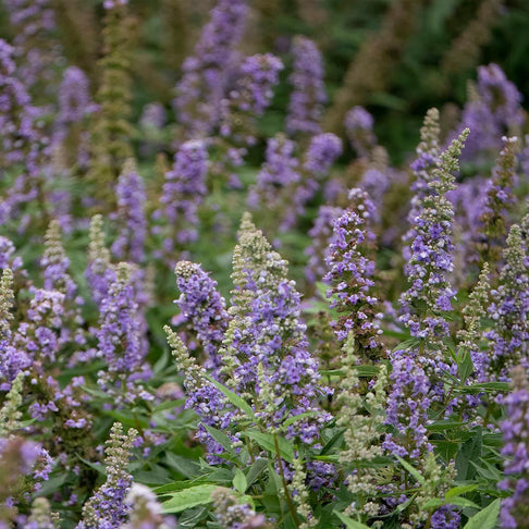 Violet Mist® Vitex Chaste Tree