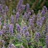 Violet Mist® Vitex Chaste Tree