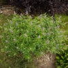 Violet Mist® Vitex Chaste Tree