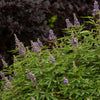 Violet Mist® Vitex Chaste Tree
