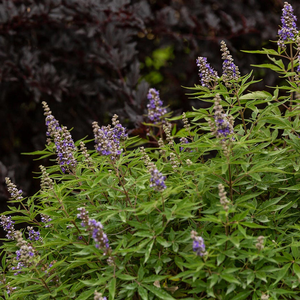 Violet Mist® Vitex Chaste Tree