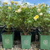 David Austin® Vanessa Bell® Rose Shrub