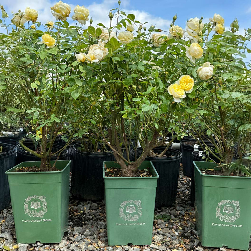 David Austin® Vanessa Bell® Rose Shrub