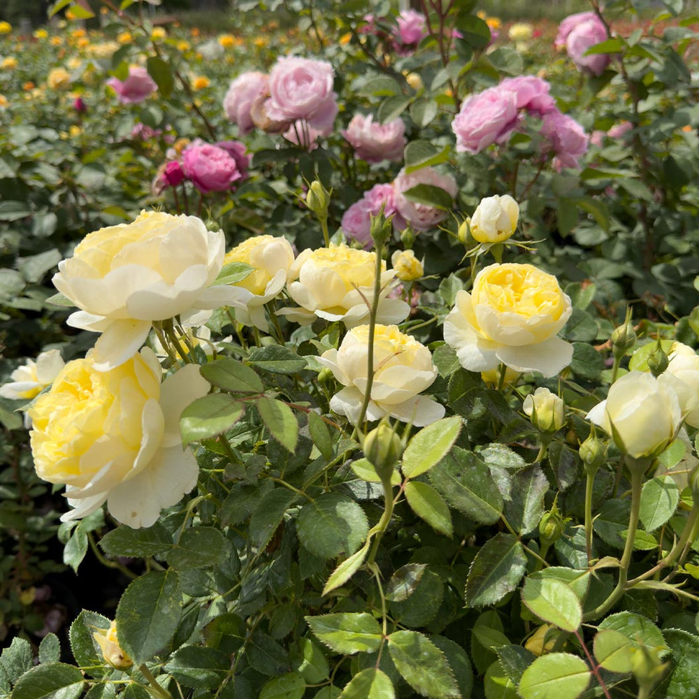 David Austin® Vanessa Bell® Rose Shrub