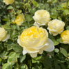 David Austin® Vanessa Bell® Rose Shrub