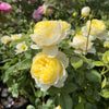 David Austin® Vanessa Bell® Rose Shrub