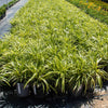 Variegated Liriope Plant